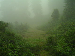 Misty meadow