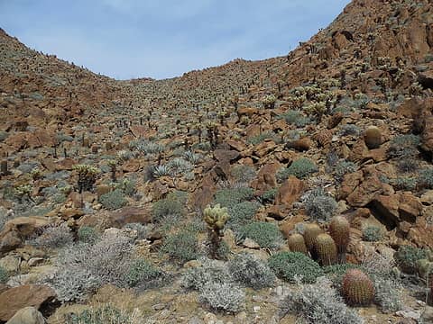 Lots of cholla & agave