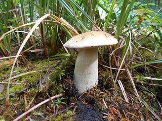 Kalaloch Nature Trail fungi 092519 01