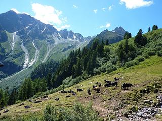 bovines at the Alp Bovine area :D