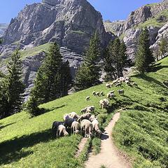 Happy sheep, Kandersteg, Switzerland 6/28/19   Courtesy L. Adair