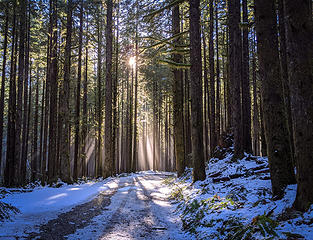 Sun rays in forest along Middle Fork road