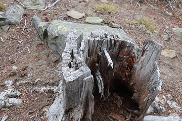 cut stumps near top