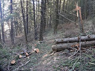 Some recent blowdown from windy days on the West End Primitive Trail.