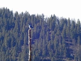 First bluebird of the year. There was actually a pair. Things are looking up!