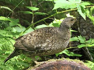 Spotted: Sooty Grouse