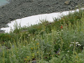 Wildflowers on the steep hillside