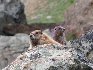 Marmots were everywhere
