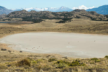guanacos resting in a dry lake