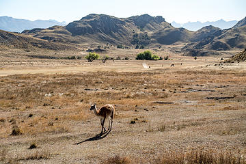 guanaco approaching the car near the main park complex