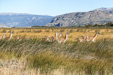 first guanaco encounter of the day