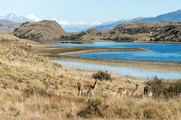 guanacos browsing near a different lake