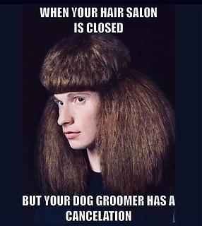 dog groomer