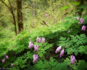 dicentra and forest (1 of 1)