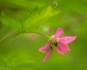 salmonberry flower (1 of 1)