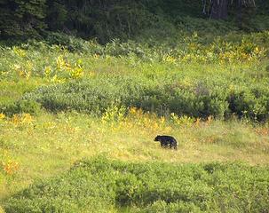 young black bear in Poker Flat northwest of Happy Camp near the Siskiyou Wilderness, Klamath National Forest.