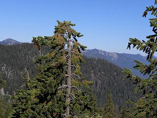 Foxtail pine on the PCT Trinity Alps