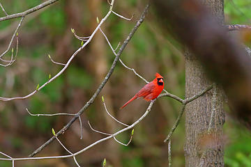 13- Cardinal