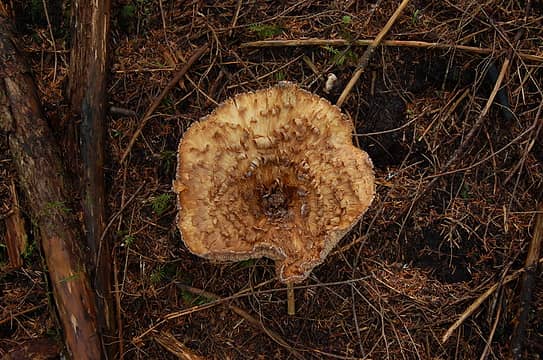 Fungus on the Rock Creek Trail