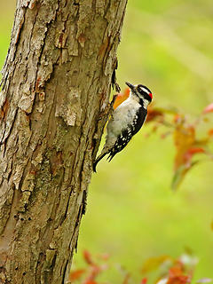 9- Hairy woodpecker