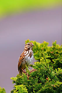 1- Sparrow