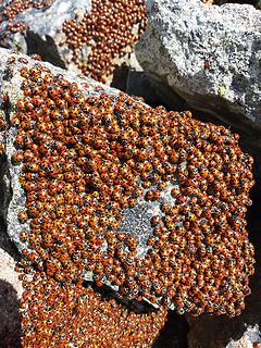 Ladybug galore