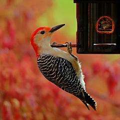 14- Red-bellied woodpecker