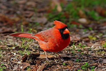 20- Cardinal
