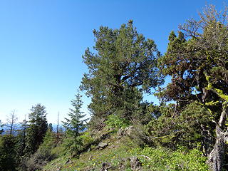A tree grows on the highpoint, 5139.'