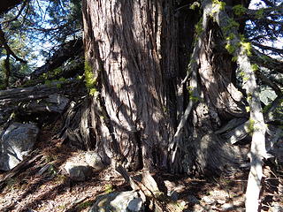 Gnarly old tree on the highpoint of Prominencians Peak.