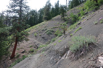 the scree slope
