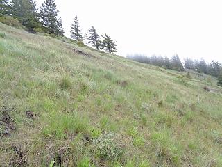A grassy ascent on White Mtn.