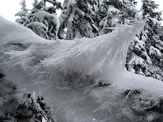 Snowy frosty branch