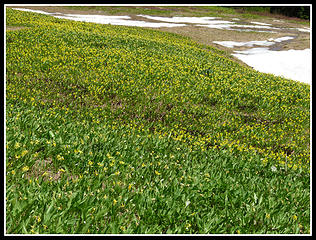 Thick With Glacier Lilies