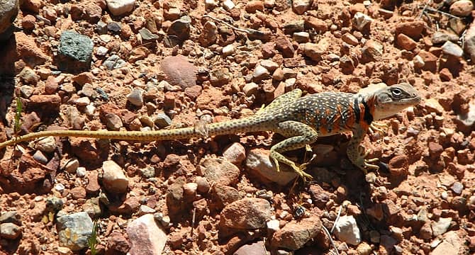 6/3 Great Basin Collared Lizard (a gravid female, i.e. carrying eggs)