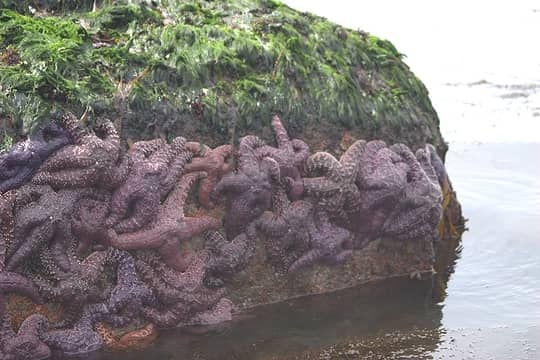 Starfish clinging to a rock. Sure are a lot of them. That's because rent is so expensive on the other rocks.
