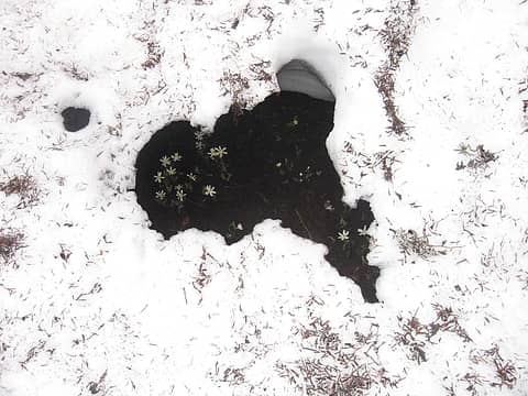 Flowers in a hole in the snowpack!