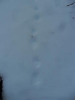 a pawed critter's tracks