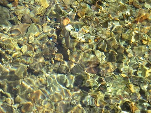Rainbow Trout in the South Fork of the Tieton