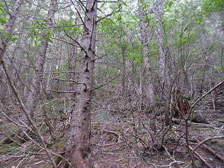 Reached the end of one spur and headed straight up the hillside through stringy rhodie brush