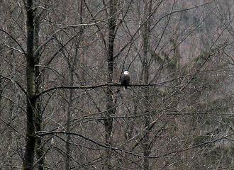 Different eagle perched at same location