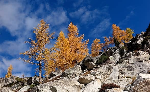 larches against the sky