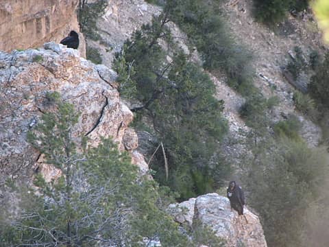 6/1 Perching California Condors