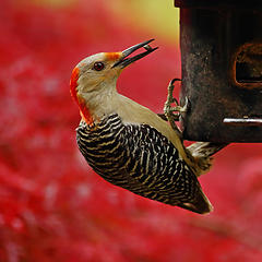 Red-bellied Woodpecker, with a pair of chopsticks