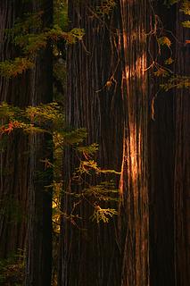 Walking Among the Redwoods