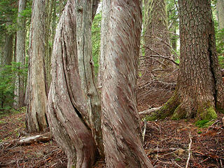Twisty Alaskan cedars, Mountain Hemlock