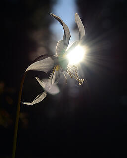 Avalanche lily in late sun