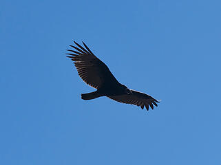 Turkey Vulture aero details