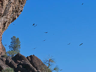 Turkey Vultures on the morning thermals