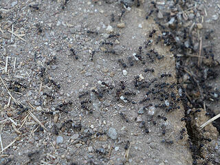 Ants at work